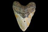 Fossil Megalodon Tooth - North Carolina #147535-1
